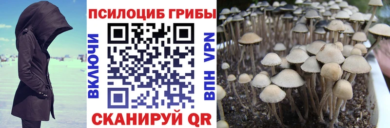 мега как зайти  где найти наркотики  Королёв  Галлюциногенные грибы Psilocybine cubensis 
